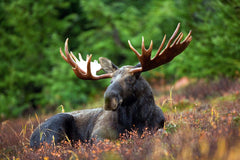 Moose Hunting for Beginners