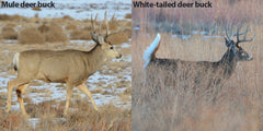 Identifying the Differences Between Mule & Whitetail Deer