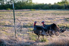 The Thrill of Fall Turkey Hunting