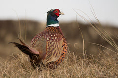 Top 5 States for Pheasant Hunting in the USA