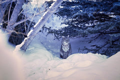 Predator Calling Setups: How to Call Coyotes and Bobcats Effectively