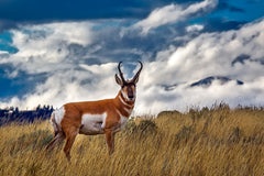 Hunting Antelope: A Pursuit of Grace and Skill