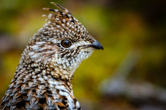 A Basic Guide for Hunting Ruffed Grouse - Tips, Strategy, and Gear for a Successful Ruffed Grouse Hunt