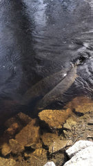 Lake Sturgeon: Prehistoric Fish You Can Spear