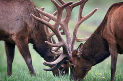 Hoof Disease in Western Elk
