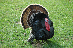 Beginner's Guide to Spring Turkey Hunting