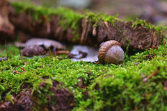 What Do Wild Turkeys Eat?