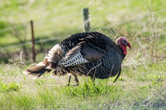 How to Dress for Success on your Spring Turkey Hunt