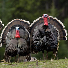 Spring Turkey Hunting: Habitat, Tactics, and Calls
