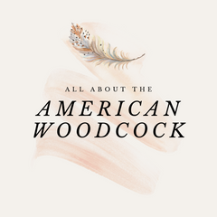 All About the American Woodcock