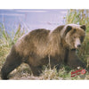 DuraMesh Archery Target Grizzly Bear 25 in. x 32 in.