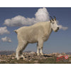 DuraMesh Archery Target Mountain Goat 25 in. x 32 in. - DuraMesh - View 1