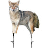 Montana Decoy Song Dog Coyote Decoy - Montana Decoy - View 1