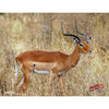 DuraMesh Archery Target Impala 25 in. x 32 in. - Western Recreation - View 1