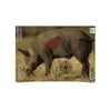 Birchwood Casey Pregame 16.5x24 Boar Target 3 Pack