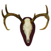 Hunter Specialties Mount Kit European Half Skull Deer Cherry