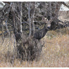 Heads Up Mule Deer Doe Decoy - Heads Up Decoys - View 2