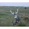 Heads Up Mule Deer Buck Decoy - Heads Up Decoys - View 2