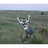Heads Up Mule Deer Buck Decoy