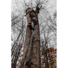 Hawk Helium Climbing Stick 3 pk. - Hawk Treestands - View 3