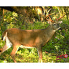 DuraMesh Archery Target Whitetail 3 25 in. x 32 in. - DuraMesh - View 1