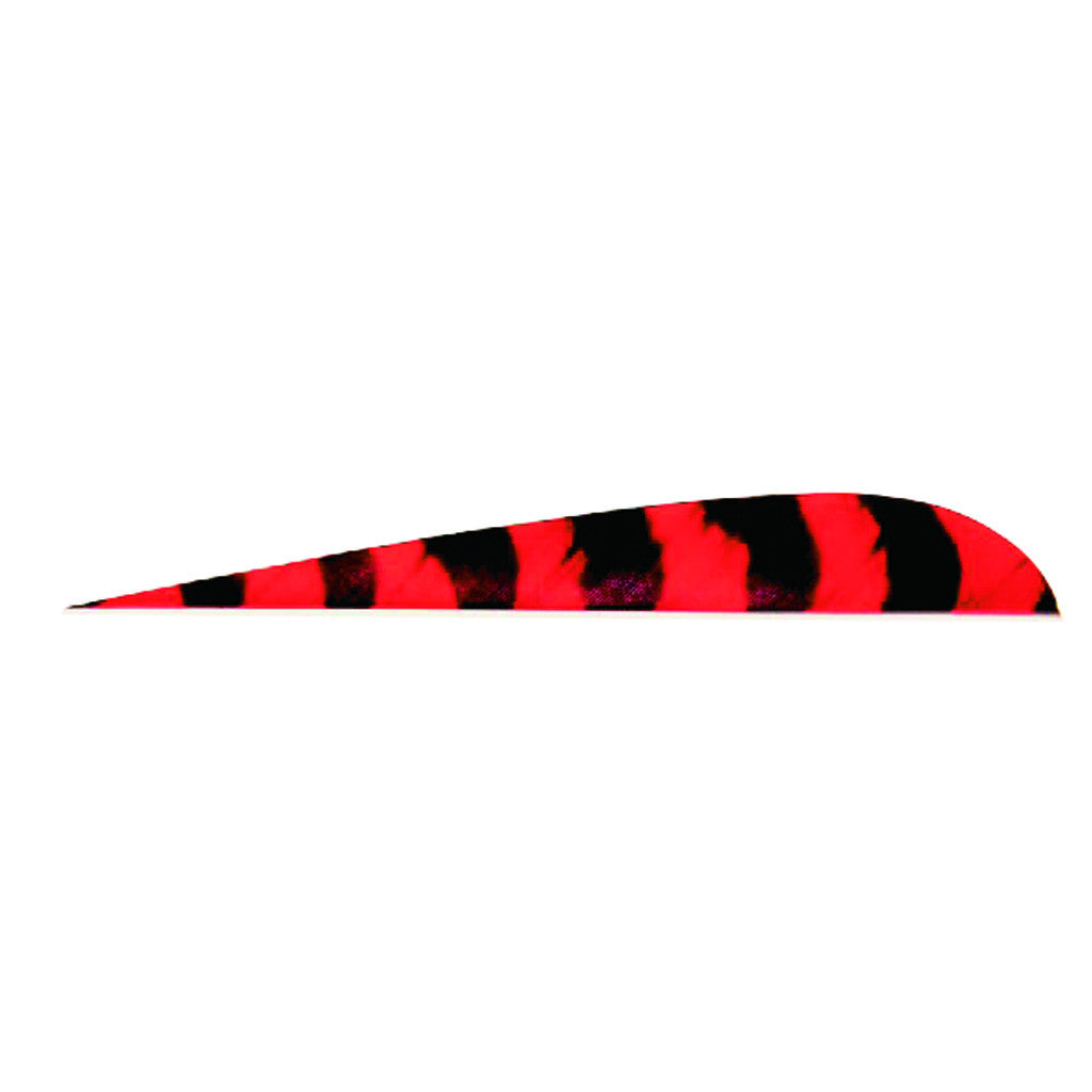Trueflight Parabolic Feathers Barred Red 4 in. LW 100 pk.